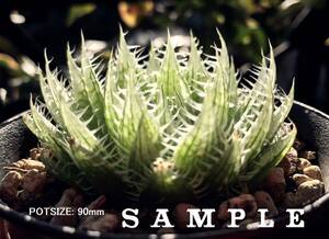 H. latispina, VDV045, 14km SWW of Prince Albert (H. decipiens) / 多肉植物 ハオルチア デシピエンス ラティスピナ Haworthia