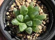 H. stayneri hyb. (MGR1 2/2) / 多肉植物 ハオルチア スタイネリ 交配 オブツーサ Haworthia_画像8