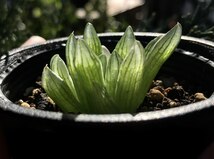 H. transiens (H. cooperi to transiens), JDV93/27, Sondagsberg / 多肉植物 ハオルチア トランシエンス Haworthia_画像5