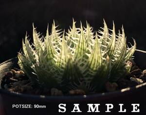 H. latispina, VDV045, 14km SWW of Prince Albert (H. decipiens) / 多肉植物 ハオルチア デシピエンス ラティスピナ Haworthia