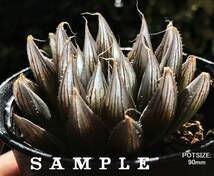 大型太葉 H. davidii, Payne's Hill (H. leightonii var. davidii) / 多肉植物 ハオルチア ダビディ デイビッディー Haworthia_画像5