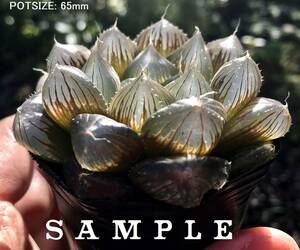 H. dingii, JDV91/106, N of Kingwilliamstown (H. cooperi 'pilifera') / 多肉植物 ハオルチア ピリフェラ オブツーサ Haworthia