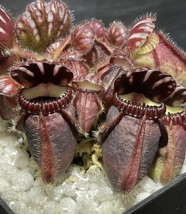 K Cephalotus follicularis Diflora Giant (Coalmine Beach × Big Boy) セファロタスフォリキュラリス ジャイアント 2号深 〜3株 食虫植物