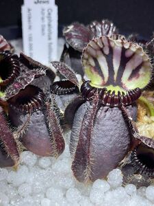 Cephalotus follicularis Adrian Slack GJ セファロタスフォリキュラリス エイドリアンスラック Green Jaws 2号深 食虫植物 観葉植物