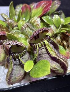 Cephalotus follicularis ex Martin Stockl セファロタスフォリキュラリス マーティンストックル オリジナル Black 2号 深 食虫植物