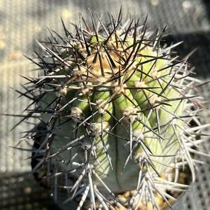 コピアポア レンベッキー Copiapoa lembkei サボテン 多肉植物