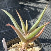 アロエ ニィエリエンシス Aloe nyeriensis 多肉植物_画像2