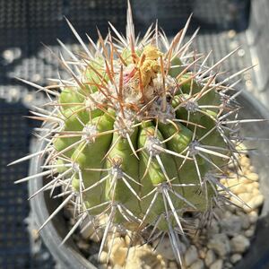 コピアポア ワーゲンネッティ サボテン 多肉植物 Copiapoa wagenknechtii