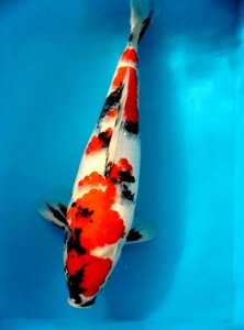  establish common carp for Showa era three color 41 centimeter female 2 -years old .... production 