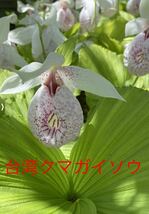 山野草　苗　台湾クマガイソウ　花芽１芽　ＮＯ.1 速達発送_画像1