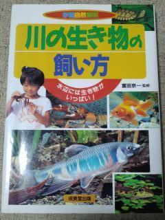 川の生き物の飼い方 水辺には生き物がいっぱい!　1999年　動物　魚　本　こども向け　児童書　学習　図鑑