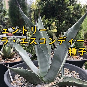11月入荷 50粒+ アガベ ジェントリー ラ・エスコンディーダ 種子 種