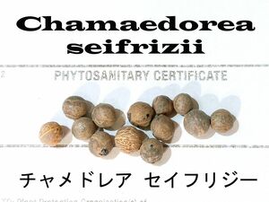 11月入荷 10粒+ チャメドレア セフリジー セイフリジー 種子 種