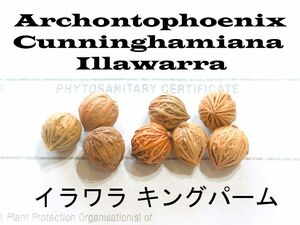 11月入荷 10粒+ イラワラ キングパーム 種 種子 証明書 耐寒性