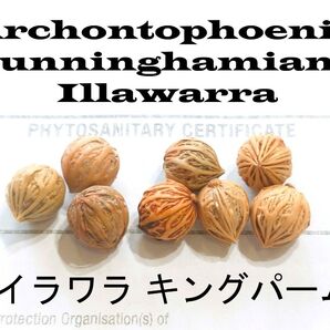 4月入荷 50粒+ イラワラ キングパーム 種 種子 証明書 耐寒性
