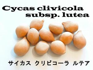 11月入荷 5粒 サイカス クリビコーラ ルテア 種 種子 証明書あり クリビコラ
