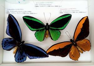 【展翅 展足 済み このまま飾れます】メガネトリバネアゲハ 3種コンプリート【世界のチョウ＆甲虫コレクション大放出 多数出品中】