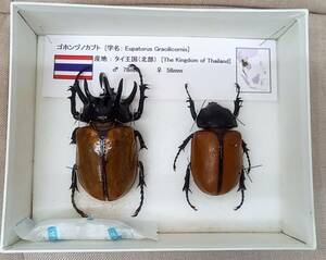 [ exhibition . exhibition pair ending specimen this way ornament .. ]go ho nzuno rhinoceros beetle [ world. chou&. insect collection large discharge great number exhibiting ]