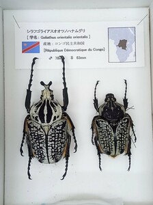 【展翅 展足済み標本 このまま飾れます】シラフゴライアスオオツノハナムグリ【世界のチョウ＆甲虫コレクション大放出 多数出品中】