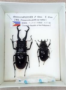 [ exhibition . exhibition pair ending specimen this way ornament .. ]gi rough . Prosopocoilus inclinatus [ world. chou&. insect collection large discharge great number exhibiting ]