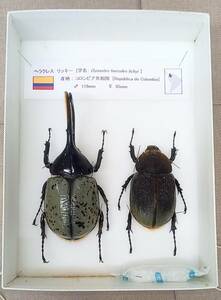 [ super-rare . grey individual ][ exhibition . exhibition pair ending specimen this way ornament .. ] Hercules Ricky [ world. chou&. insect collection large discharge great number exhibiting ]
