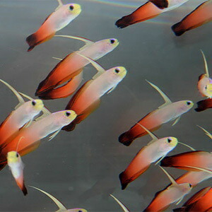 ハタタテハゼ 【10匹】 4-6cm±(A-1671) 海水魚 サンゴ 生体