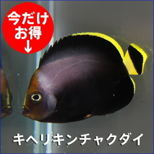 キヘリキンチャクダイ 5-7cm±(A-0287) 海水魚 サンゴ 生体