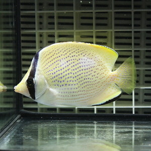 ゴマチョウチョウウオ 8-10cm±(A-3027) 海水魚 サンゴ 生体