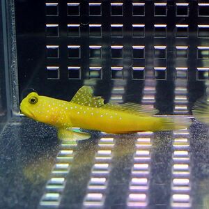 ギンガハゼ イエロー 3-5cm±(A-0012) 海水魚 サンゴ 生体