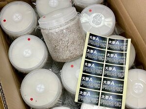 【大夢 A カンタケ（クヌギ100％）PET1400菌糸ボトル 】居食いで体重をのせる！