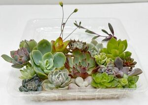 200円～「多肉植物カット苗バラエティセット」お得です！多種類あり＊寄せ植えに＊初心者の方にも♪紅葉始まりました(*^▽^*)