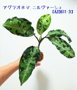 【ニルヴァーシュ】アグラオネマピクタム Aglaonema pictum “type Nirvash from Pulau Nias【AZ0611-3】検)アンダマン　キャッスル