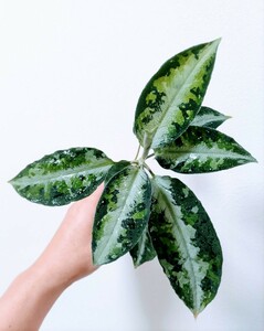 アグラオネマ　ピクタム　キャッスル Aglaonema pictum ”Castle”　PDNC from Padan【AZ1012-10b】