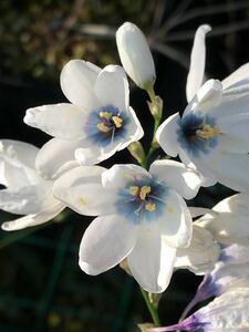 【球根・原種】イキシア ポリスタキア(Ixia polystachya) 小球30球