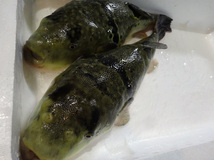 【魚有天】佐賀県産☆養殖トラフグ☆１匹☆１５９０ｇ_画像2