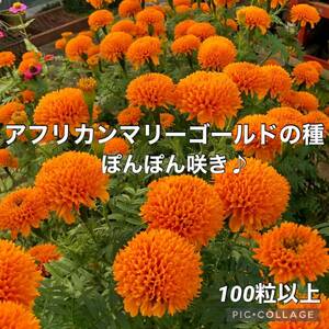 アフリカンマリーゴールド橙　花の種3