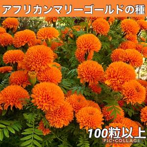 アフリカンマリーゴールド橙　花の種3