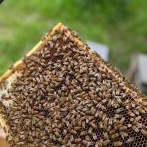 250g x 2 天然蜂蜜　生はちみつ　糖度80度　山奥の養蜂場で育てた蜜蜂が作った蜂蜜 完熟 国産蜂蜜 天然 百花蜜 非加熱はちみつ_画像4