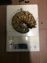 お客様飼育188g