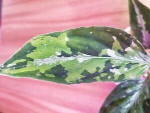 【JUDY】 アグラオネマ Aglaonema pictum Multi color Judy (14冬) from Sibolga timur 【 AZ0614-5 】