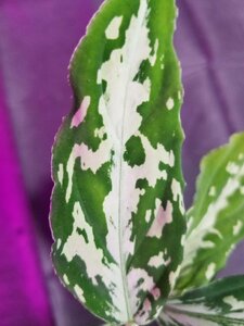 【CTA】 アグラオネマ Aglaonema pictum Challenge the Agla ちゃれんじ ざ あぐら（16春） BNN from Sibolga timur 【AZ0216-1j】 No.17