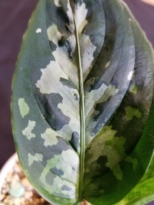 【ホワイトアワン】 Aglaonema pictum 'Model-White Awan' From Pulau Nias 【ANG-PF-00042】