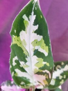 【メサイア】 アグラオネマ Aglaonema pictum GW1507 メサイア Padang sidempuan 【TB便】