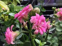 ◆多肉植物　カランコエ~☆♪~○。ピンク八重の花開花中~♪ 可愛いい~♪画像ご覧下さい~☆○。_画像1