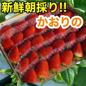 ★新鮮朝採り★かんちゃん農園の甘いいちご