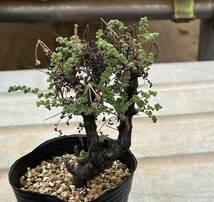 ペラルゴニウム　Pelargonium alternans (挿し木苗)_画像2