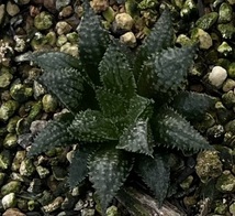 ハオルチア　Haworthia mirabilis var.diversicolor MBB6585/1 Olifantsdoorn （5~6枚目親株見本）_画像1