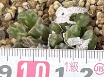 コノフィツム　Conophytum ectypum ssp.sulcatum SB1118 Animub ②_画像4