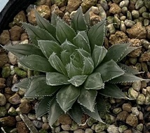 ハオルチア　Haworthia tomei (H.cooperi var.gordoniana)MBB6810 Joubertina (5枚目親株見本)_画像1