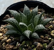 ハオルチア　Haworthia mirabilis var.diversicolor MBB6585/1 Olifantsdoorn _画像2